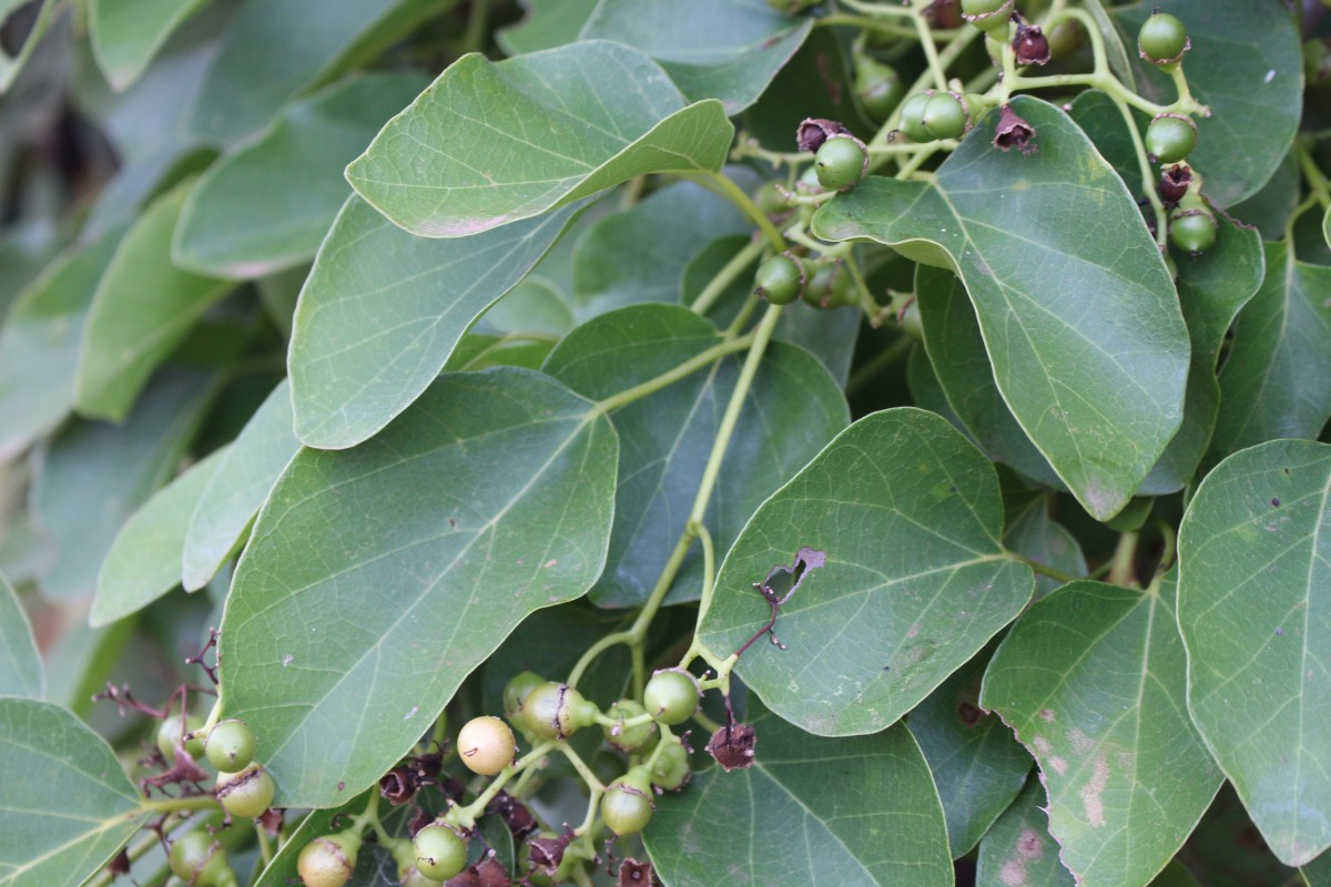 Cordia dichotoma G.Forst.